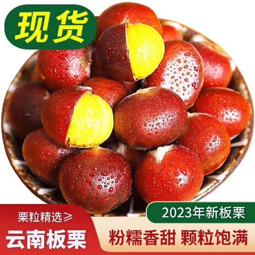 昆明云南板栗现摘生新鲜油栗仁当季去壳蔬菜整箱包邮大锥