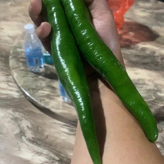 广州各种优质辣椒苗