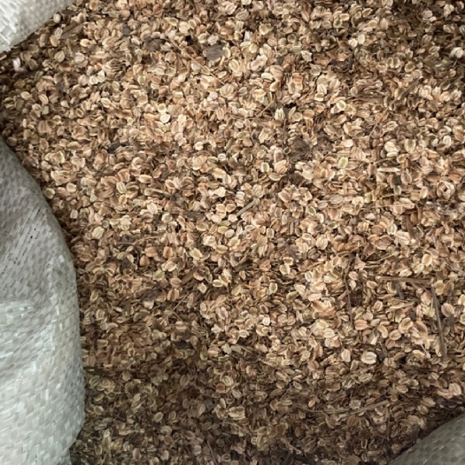 亳州二年纯新白芷种子