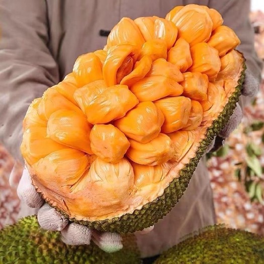 灵山县四季菠萝蜜苗带士带叶营养杯发货嫁接果树苗南方种植盆栽地栽