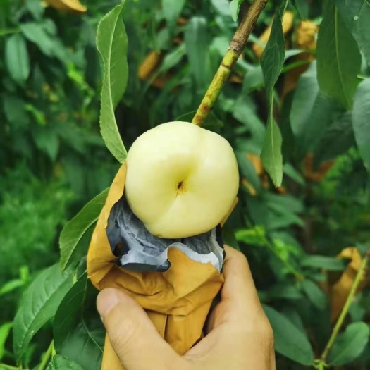 邹城市桃树苗，当年结果，芳香糯甜