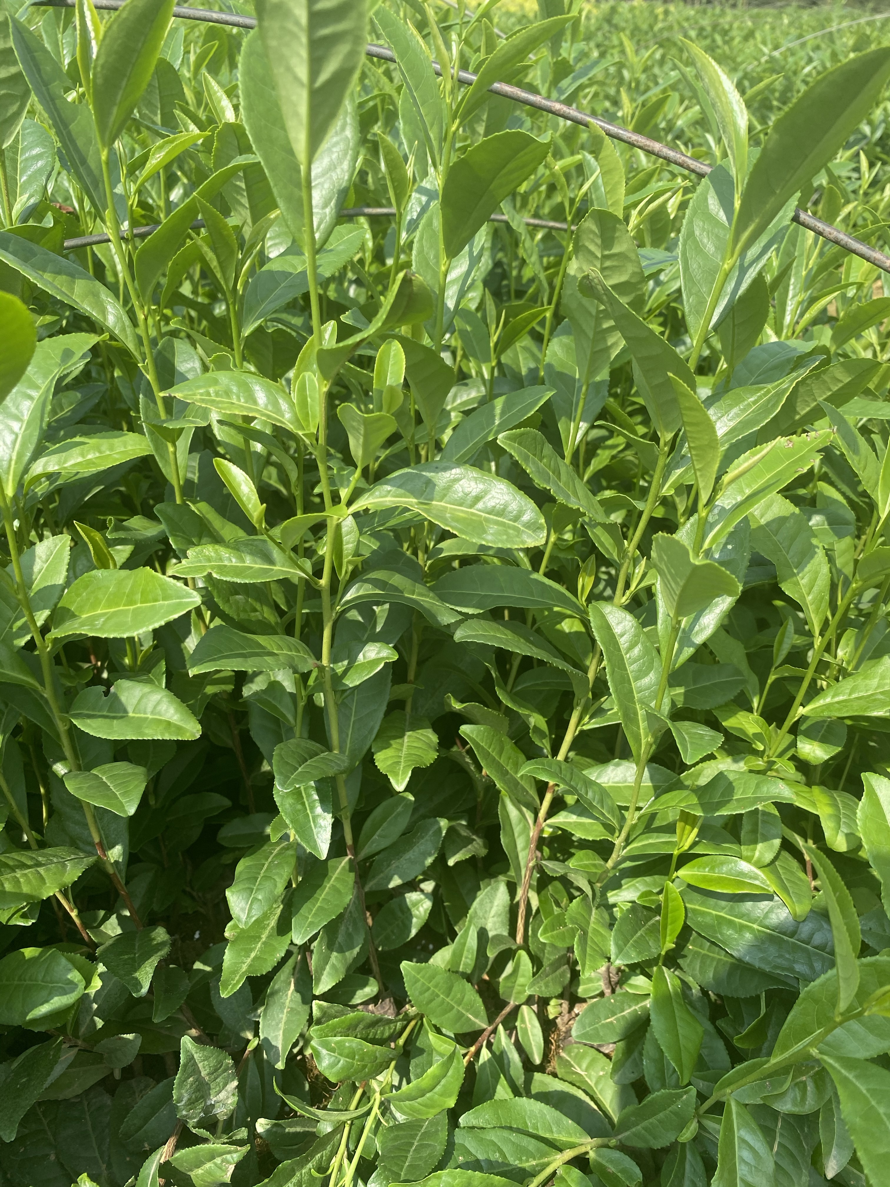 奶白茶苗（黄金芽）