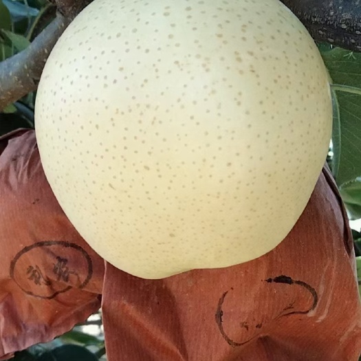 方城县黄金梨