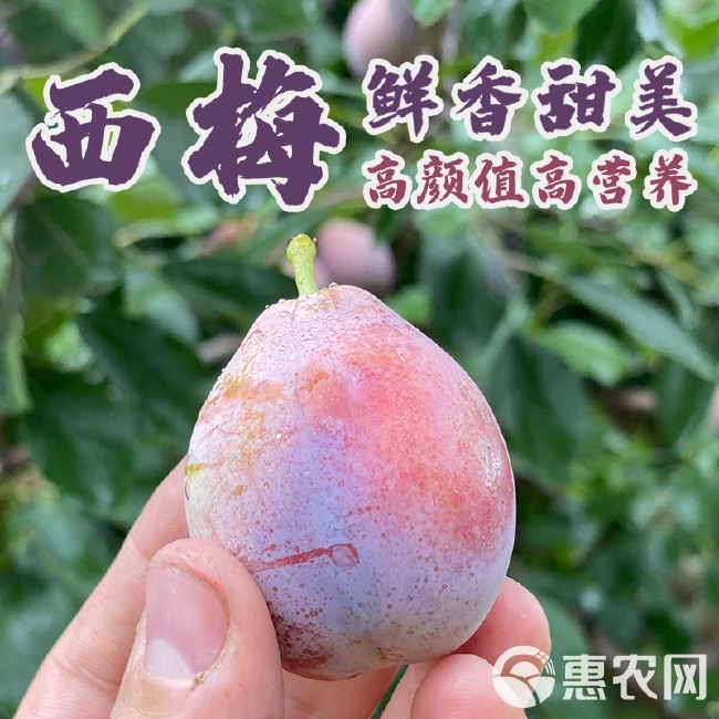 【顺丰包邮】新疆喀什西梅法兰西西梅