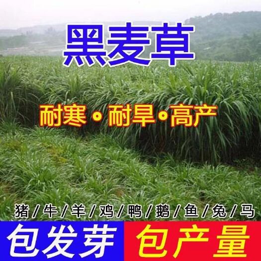 长沙黑麦草种子黑麦草新种子牧草型四倍体种籽护坡草优质牧草种子包邮