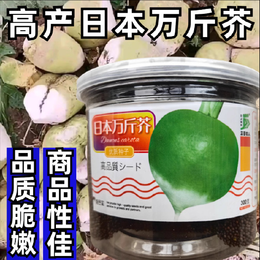 光头芥菜种子日本万斤芥二道眉芥菜头疙瘩辣老咸菜秋季蔬菜种子籽