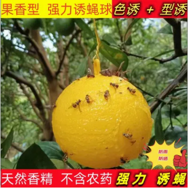 广州大果实蝇球诱蝇球诱捕器粘虫球柑橘针蜂蚊虫球橘子树果实蝇诱捕器