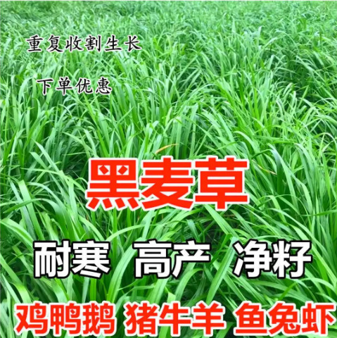 沭阳县黑麦草种子黑麦草新种子牧草型四倍体种籽护坡草优质牧草种子包邮