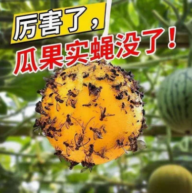 广州果园诱蝇球柑橘大小实蝇诱捕球针蜂瓜果树引诱球诱蝇批发价