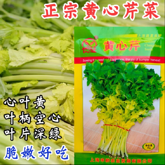 洛阳黄空心芹种子四季空心黄心芹菜种籽小香芹黄嫩西芹春秋蔬菜种子孑