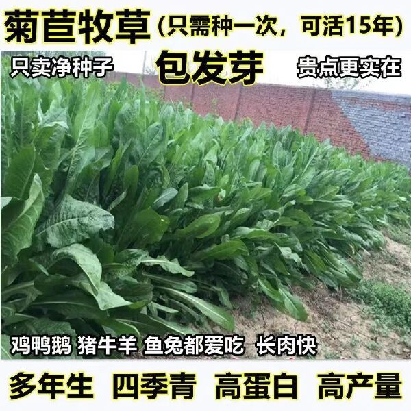 菊苣种子 将军菊苣种多年生四季牧草猪牛羊鸡鸭鹅鱼草种子包邮