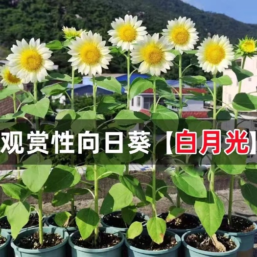 沭阳县向日葵种子观赏向日葵花种子葵花籽瓜子高 产头大矮杆大粒