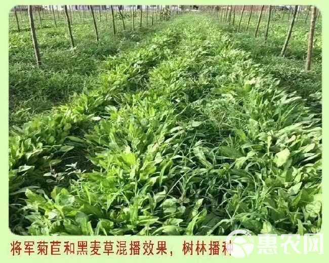 菊苣种子 将军菊苣种多年生四季牧草猪牛羊鸡鸭鹅鱼草种子包邮