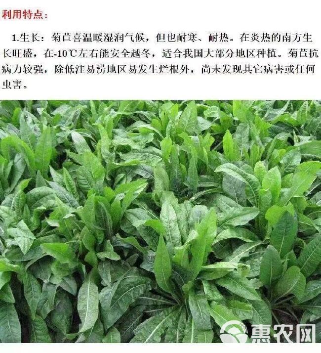 菊苣种子 将军菊苣种多年生四季牧草猪牛羊鸡鸭鹅鱼草种子包邮