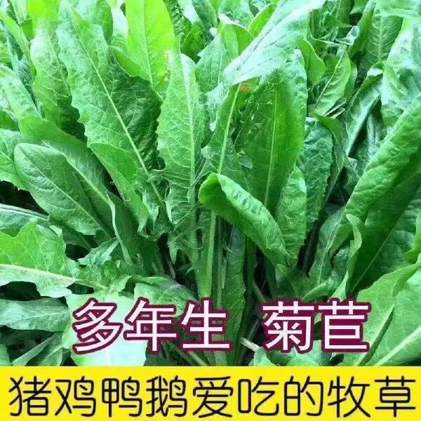 菊苣种子 将军菊苣种多年生四季牧草猪牛羊鸡鸭鹅鱼草种子包邮