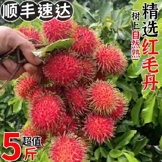 广西红毛丹顺丰大果新鲜水果10斤毛荔枝孕妇当季现摘现发鲜果