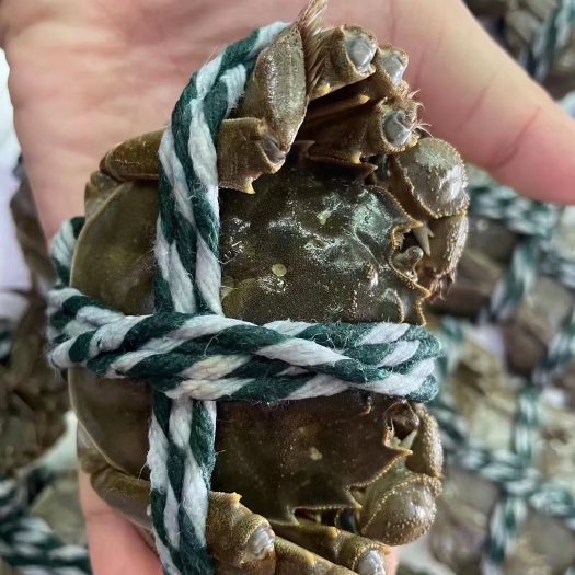 盘锦江苏六月黄