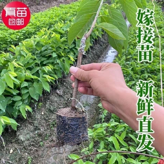 广州广州发货正宗嫁接释迦果树苗黄龙释迦榴莲释迦果树苗凤梨释迦苗