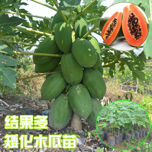 广州广州发货正宗木瓜果树苗红肉水果木瓜苗黄肉木瓜果树苗带土带叶