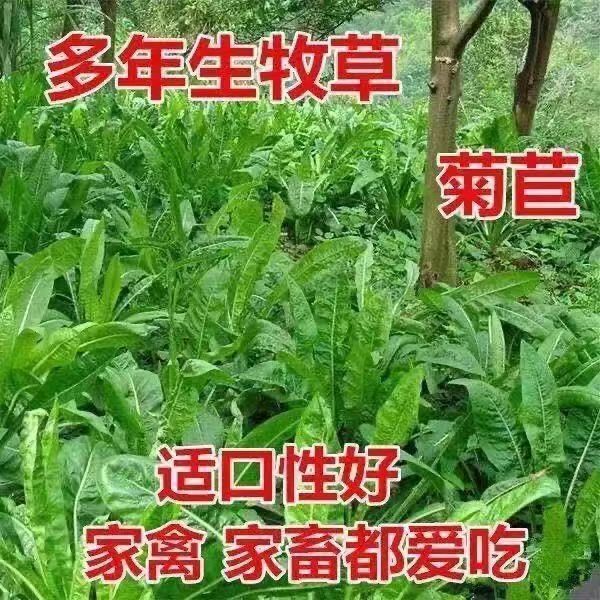 菊苣种子 将军菊苣种多年生四季牧草猪牛羊鸡鸭鹅鱼草种子包邮