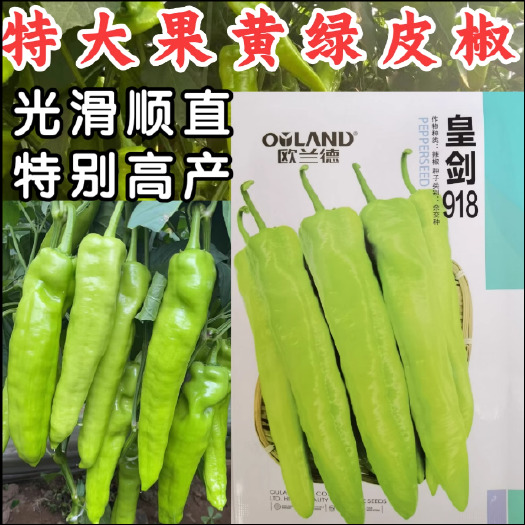 洛阳欧兰德皇剑918辣椒种子特大果黄绿皮尖椒牛角椒光滑顺直辣椒种