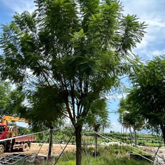 漳州蓝花楹30公分地苗福建漳州种植基地现货苗农一手货源低价批发