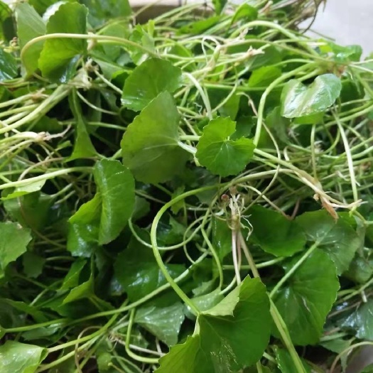 南宁广西雷公根 煲鸡汤 积雪草凉茶 马蹄菜批发