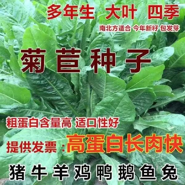 菊苣种子 将军菊苣种多年生四季牧草猪牛羊鸡鸭鹅鱼草种子包邮