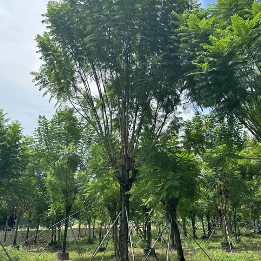 蓝花楹20公分8分货 漳州蓝花楹种植基地苗农低价直销批发