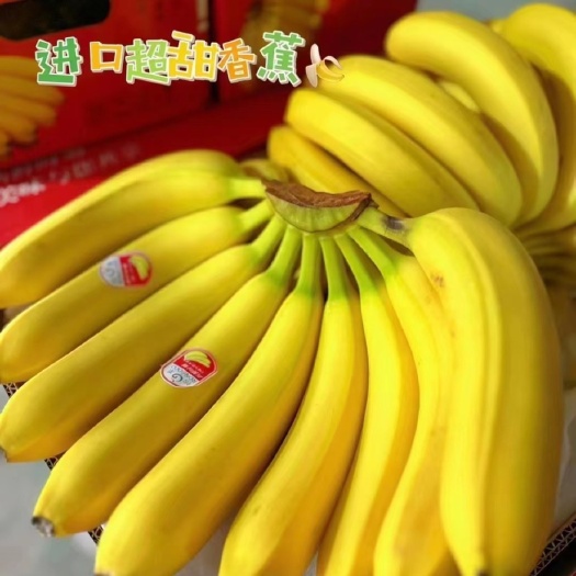 上海主要经营：精品二级菲律宾香蕉、规模4-5-6把、保质保量。