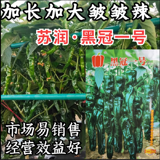 洛阳苏润黑冠一号辣椒种子加长皱皱辣薄皮皱皮羊牛角椒黑皮辣椒种子籽