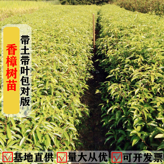 东安县香樟树苗杯苗