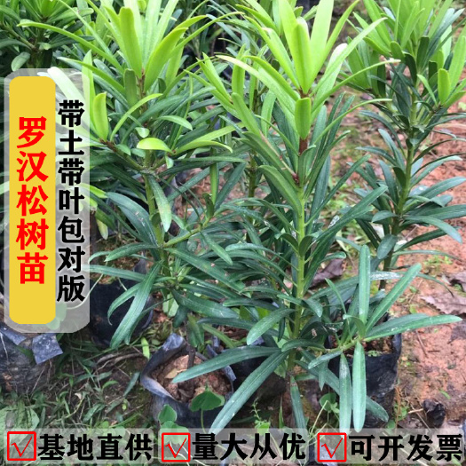 东莞市罗汉松树苗