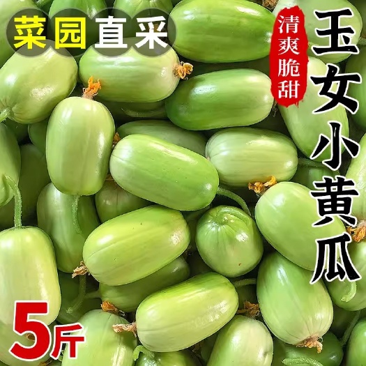 济南玉女小黄瓜新鲜黄瓜水果小黄瓜拇指黄瓜生吃青瓜东北旱白玉蔬菜