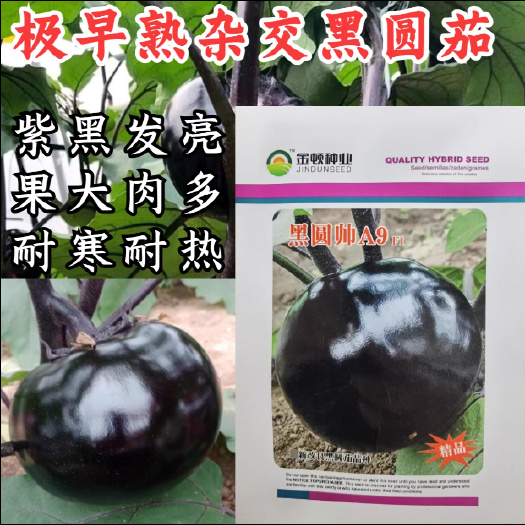 洛阳黑圆帅圆茄种子杂交早熟圆球型紫黑发亮高产茄子种子早春大棚露地