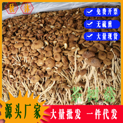 古田县秋沐不开伞开伞茶树菇干货散装批发茶薪菇新鲜菌菇特产煲汤食材