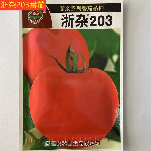 浙杂203番茄种子大红番茄无限生长型西红柿早熟品质好蔬菜基地