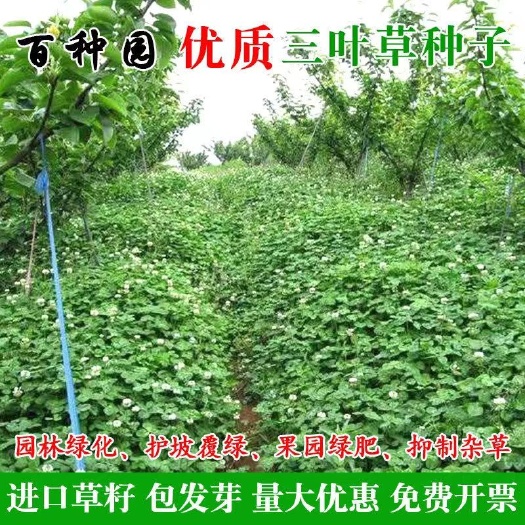 长沙三叶草种子 红三叶种子白三叶种籽多年生耐寒绿肥喂动物牧草