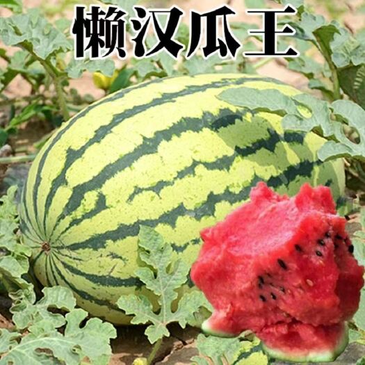 懒汉西瓜种子 懒汉王西瓜种子高 产抗病耐重茬西瓜特大巨型花