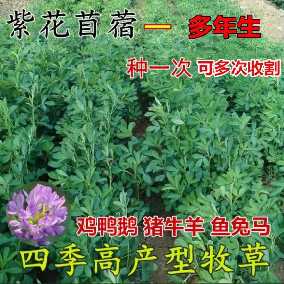长沙苜蓿草种子紫花苜蓿种子苜蓿种子紫花苜蓿多年生多次收割新种包