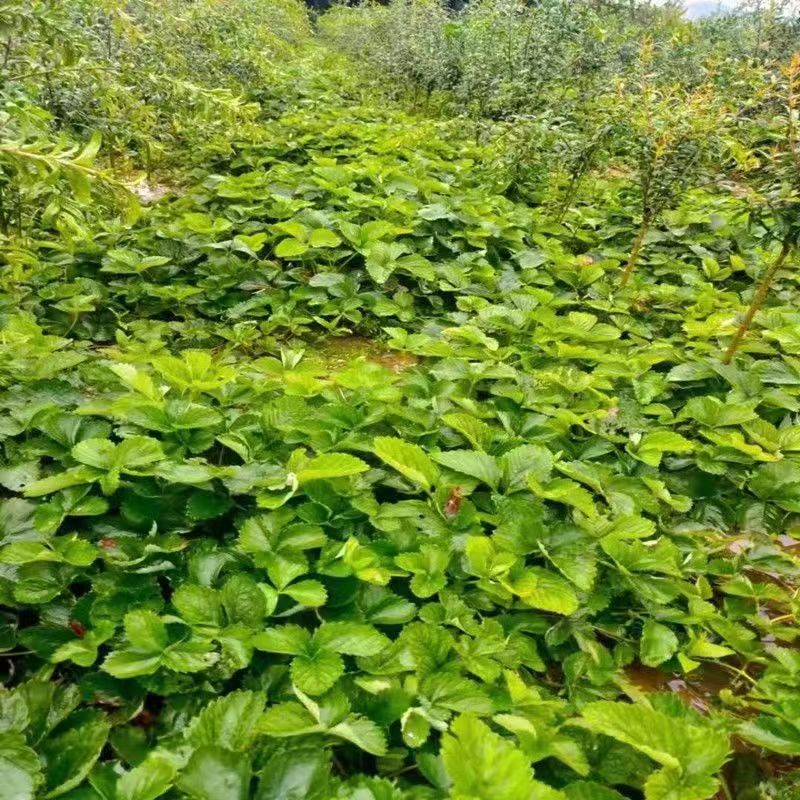 红颜草莓苗 根系好 可实地考察 大棚草莓苗品种 草莓苗批发