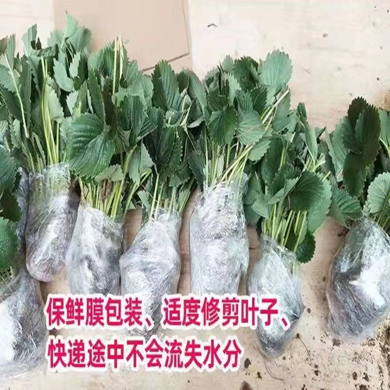 红颜草莓苗 根系好 可实地考察 大棚草莓苗品种 草莓苗批发