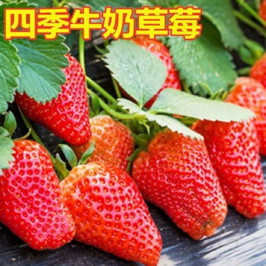 草莓种籽子草莓种子食用蔬菜四季播种易种室内阳台盆栽苗室外花