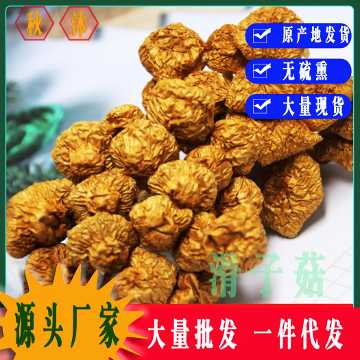 古田滑子菇干货滑子蘑菌菇滑菇古田食用菌农产品批发一件代发