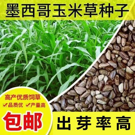 墨西哥玉米草种子优12饲用玉米草高产牧草种子四季养殖猪牛羊草