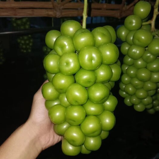 阳光玫瑰萄萄