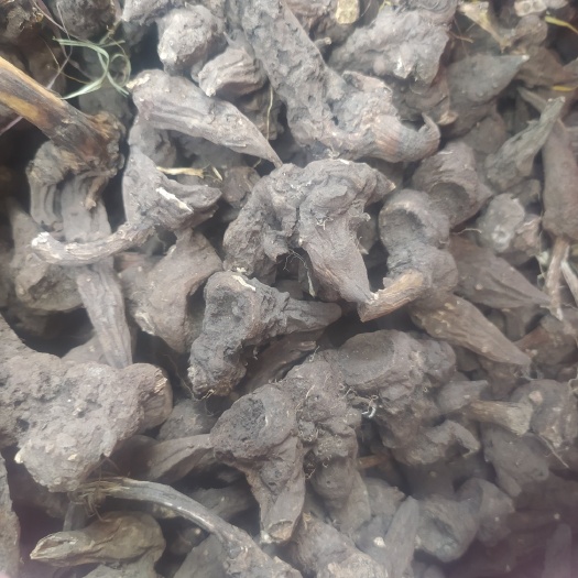 草乌 新疆草乌