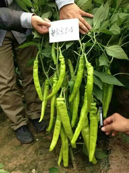 丰顺县黄皮尖椒苗