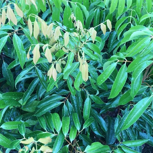 灵山县桂味荔枝苗