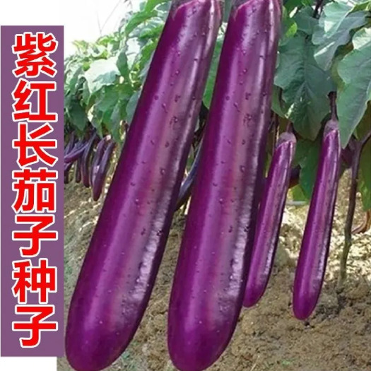 沭阳县长茄种子产量高紫长茄子种子紫线茄农家田园盆栽蔬菜种子